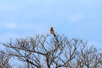 Chestnut-eared Bunting Kirigamine Highland Thu, 5/4/2023