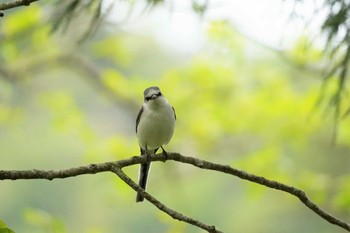 2023年5月5日(金) 大山寺橋周辺(鳥取県)の野鳥観察記録