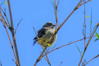 カワラヒワ 馬見丘陵公園 2023年4月27日(木)