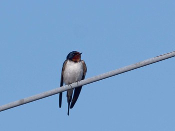 Barn Swallow 近くの電線 Tue, 5/9/2023