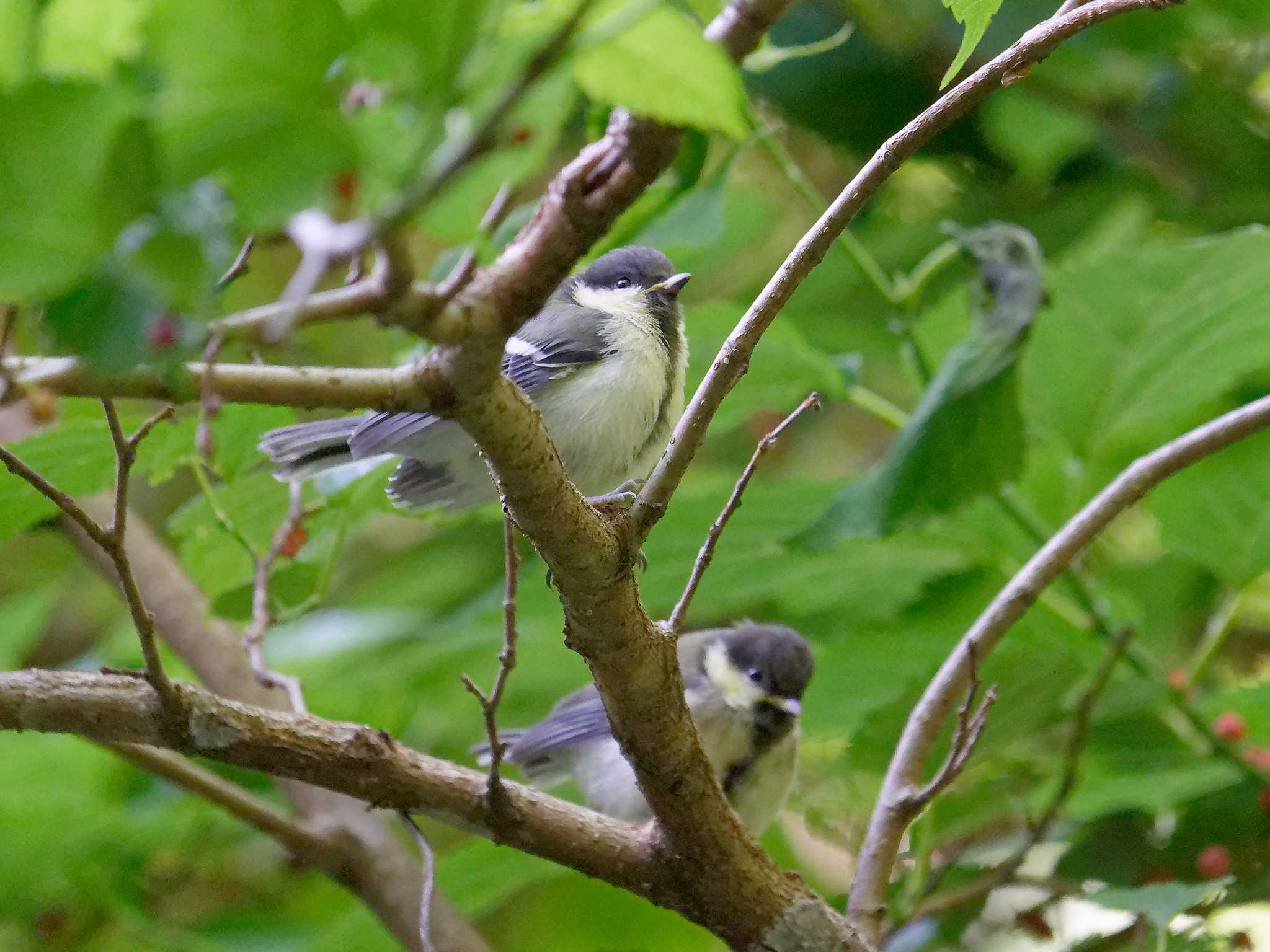 Photo of Japanese Tit at 横浜市立金沢自然公園 by しおまつ