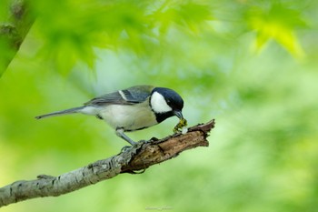 シジュウカラ 薬師池公園 2023年5月1日(月)