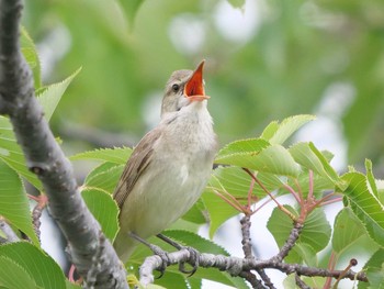 未同定 場所が不明 2018年6月2日(土)