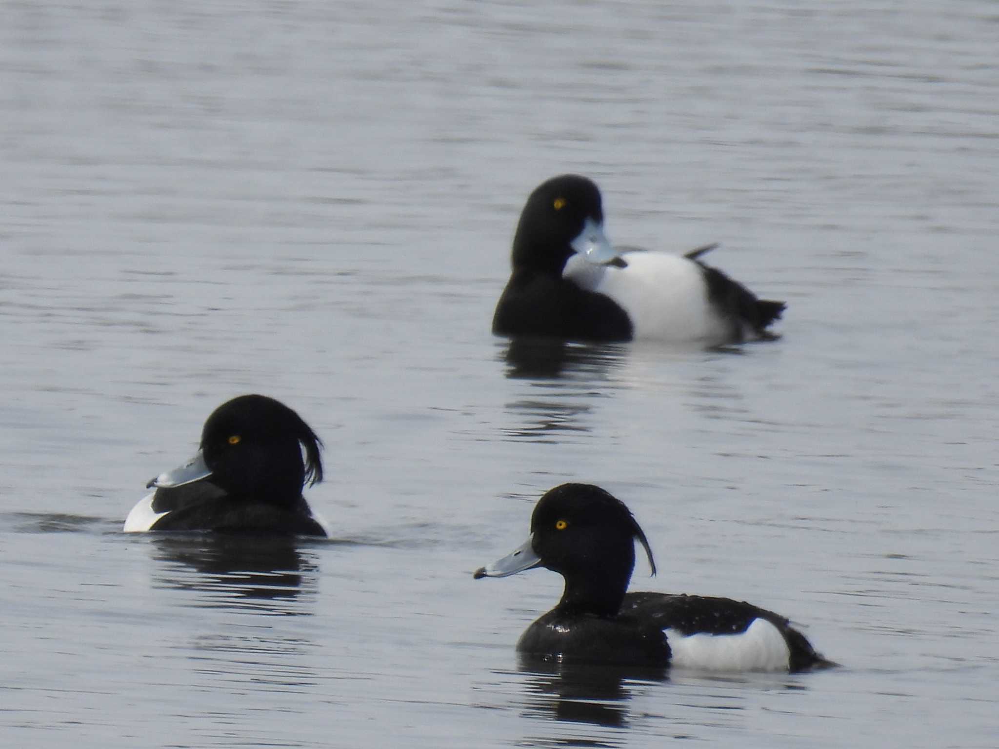 Tufted Duck