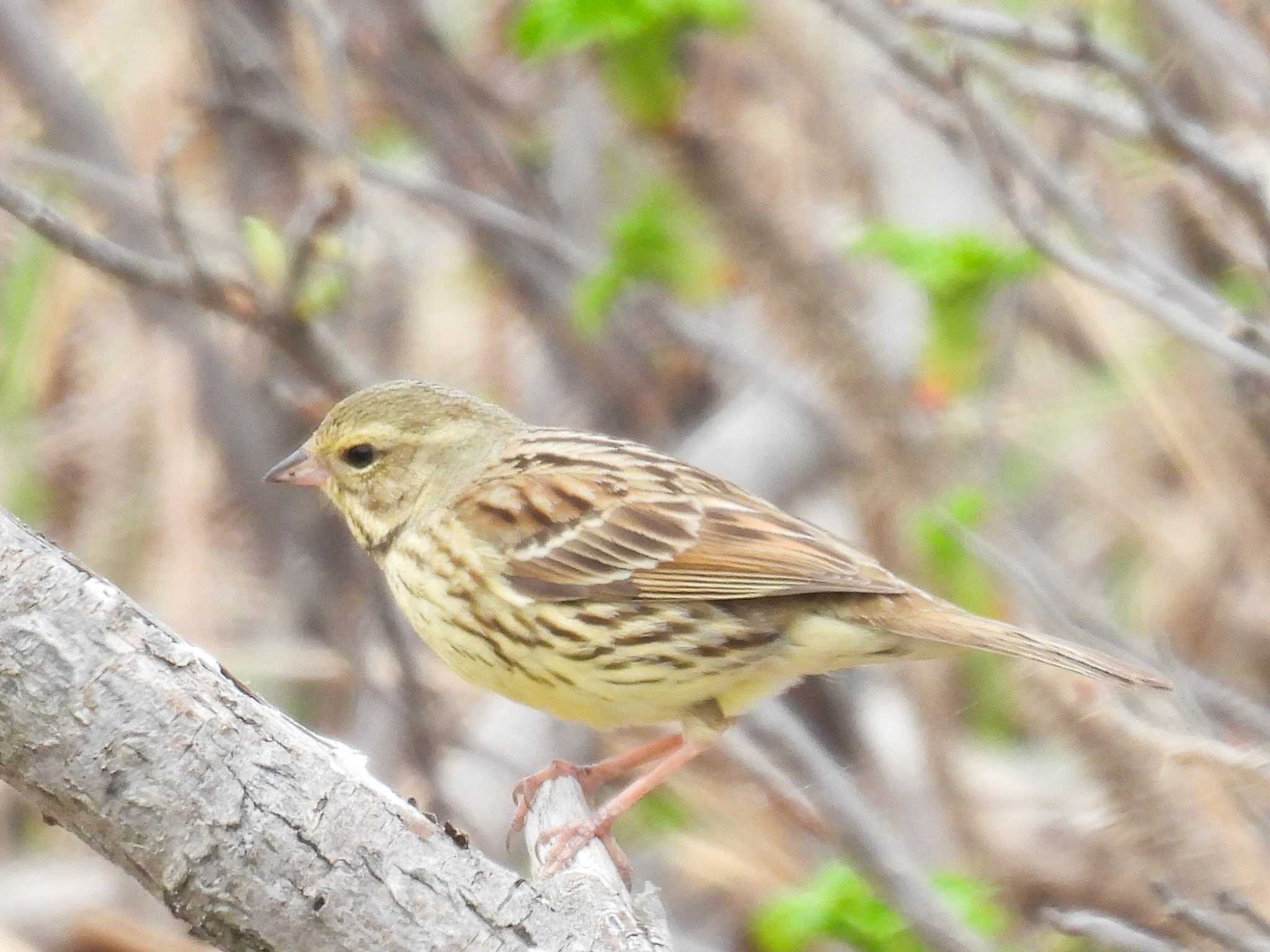 Masked Bunting