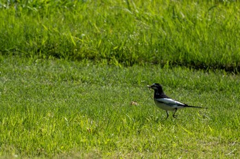 White Wagtail 小貝川ふれあい公園 Tue, 5/9/2023
