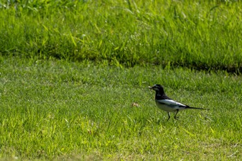 ハクセキレイ 小貝川ふれあい公園 2023年5月9日(火)