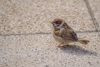 Eurasian Tree Sparrow 檜町公園(東京ミッドタウン) Tue, 5/9/2023