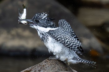 Crested Kingfisher 平成榛原子供のもり公園 Fri, 4/21/2023