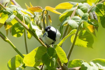 Japanese Tit 茨城県高萩市 Wed, 5/3/2023