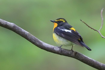 キビタキ 北海道 函館市 見晴公園 2023年5月9日(火)