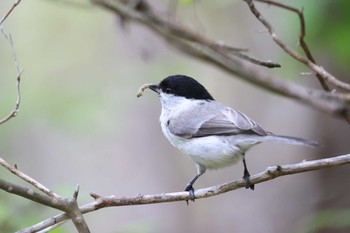 ハシブトガラ 北海道 函館市 見晴公園 2023年5月9日(火)