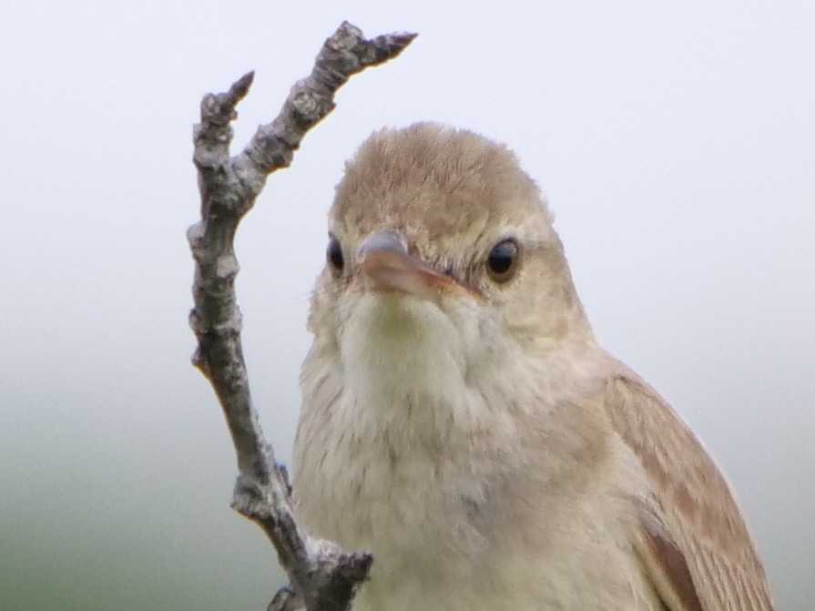 この野鳥の種類を教えてください！ by アカウント1050