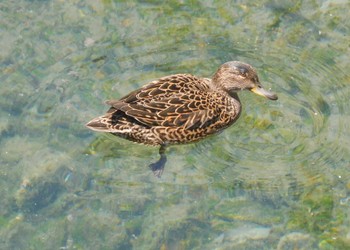 コガモ 平和の森公園、妙正寺川 2023年5月9日(火)