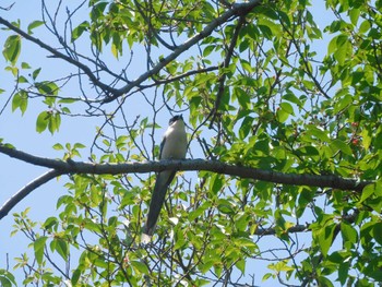 オナガ 平和の森公園、妙正寺川 2023年5月9日(火)