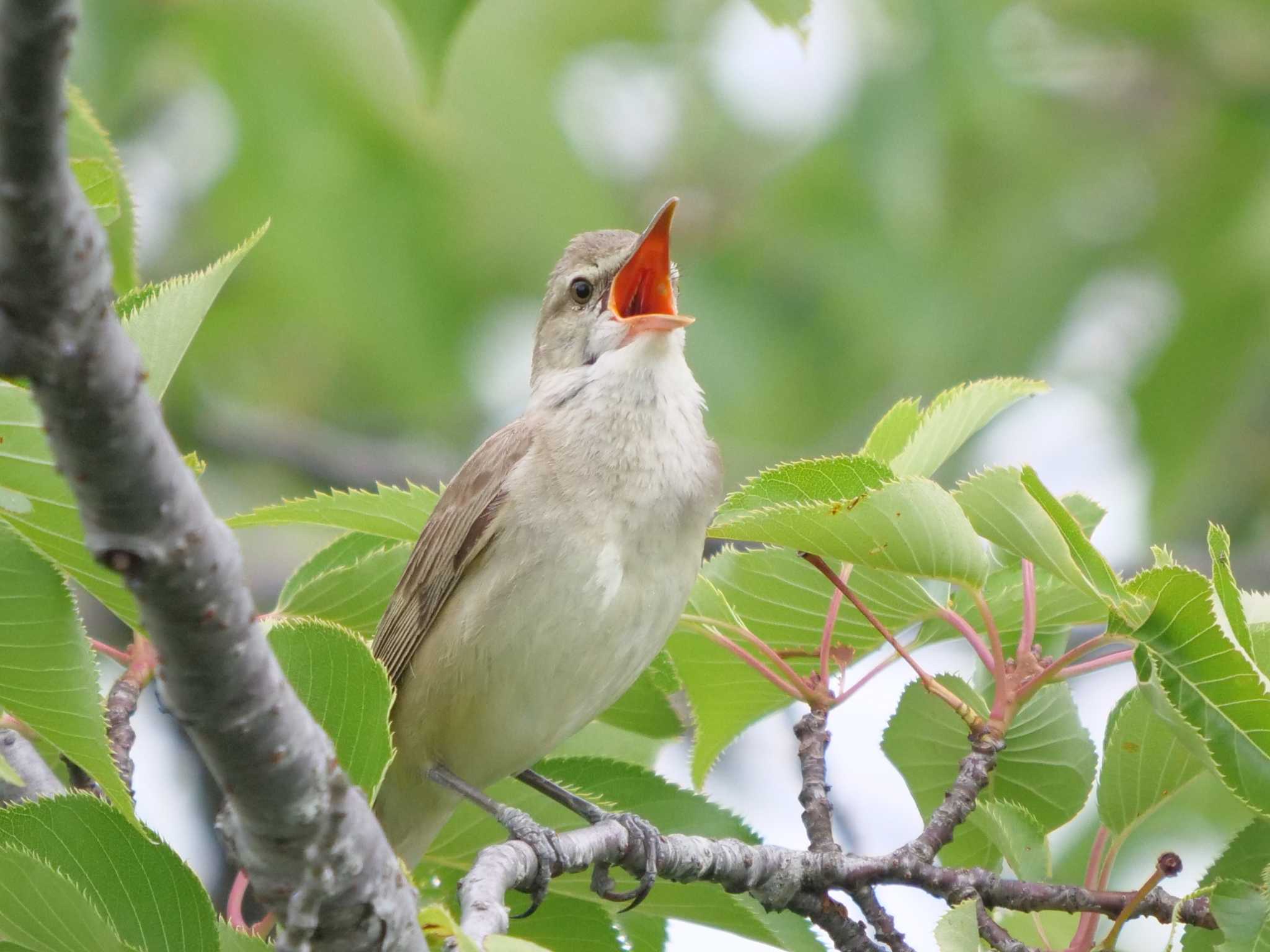 この野鳥の種類を教えてください！ by アカウント1050