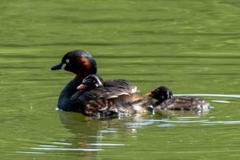 Little Grebe 砂沼広域公園 Tue, 5/9/2023