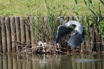 Tue, 5/9/2023 Birding report at 砂沼広域公園