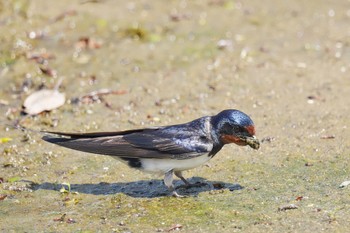 ツバメ 旧芝離宮恩賜庭園 2023年5月1日(月)