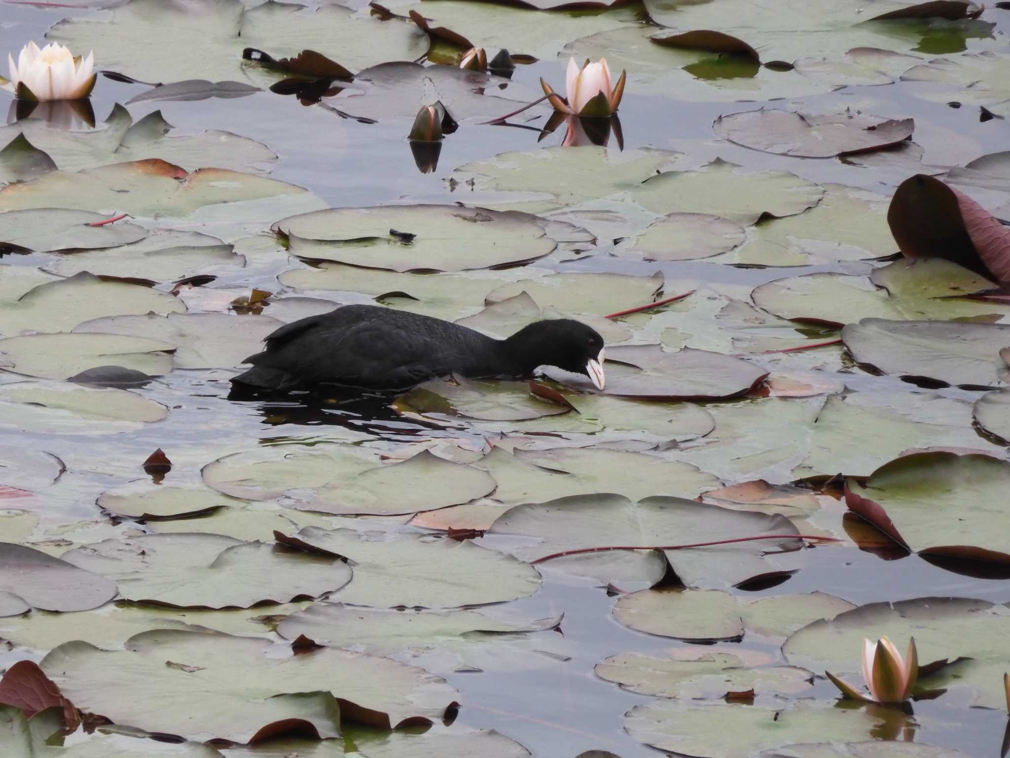 Photo of Eurasian Coot at 菖蒲上池(奈良県奈良市) by ひよひよ