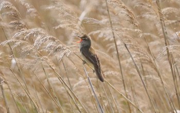 Tue, 5/9/2023 Birding report at Fujimae Tidal Flat