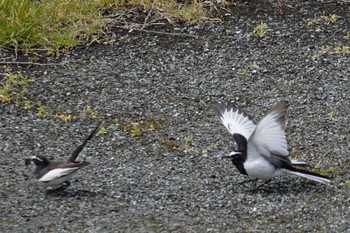 Fri, 5/5/2023 Birding report at 月山富田城(島根県)