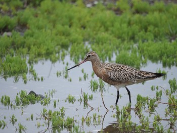 Bar-tailed Godwit 大阪府 Sun, 4/30/2023