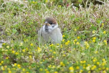 2023年5月5日(金) 境港の野鳥観察記録