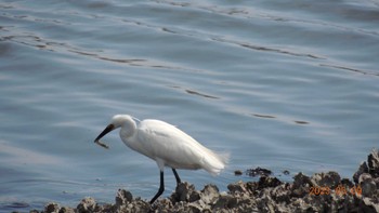 コサギ 葛西臨海公園 2023年5月9日(火)