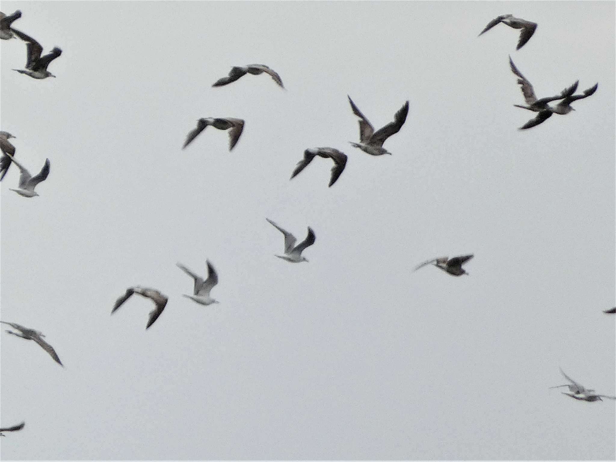 Black-tailed Gull