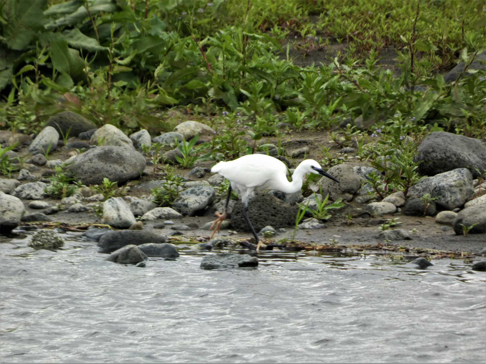 Little Egret