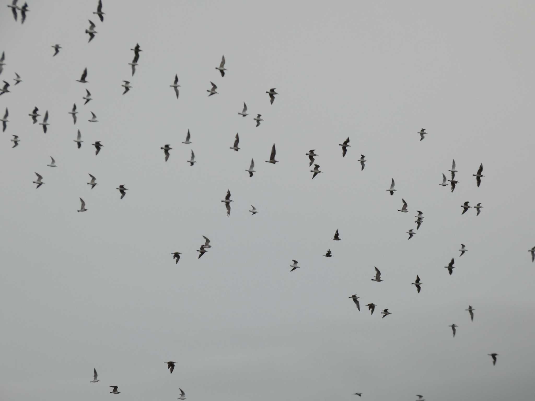 Black-headed Gull