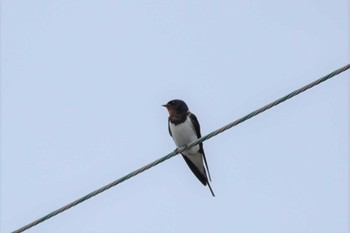 2023年5月6日(土) 出雲市の野鳥観察記録