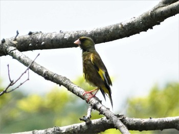 2023年5月6日(土) 小網代の森の野鳥観察記録