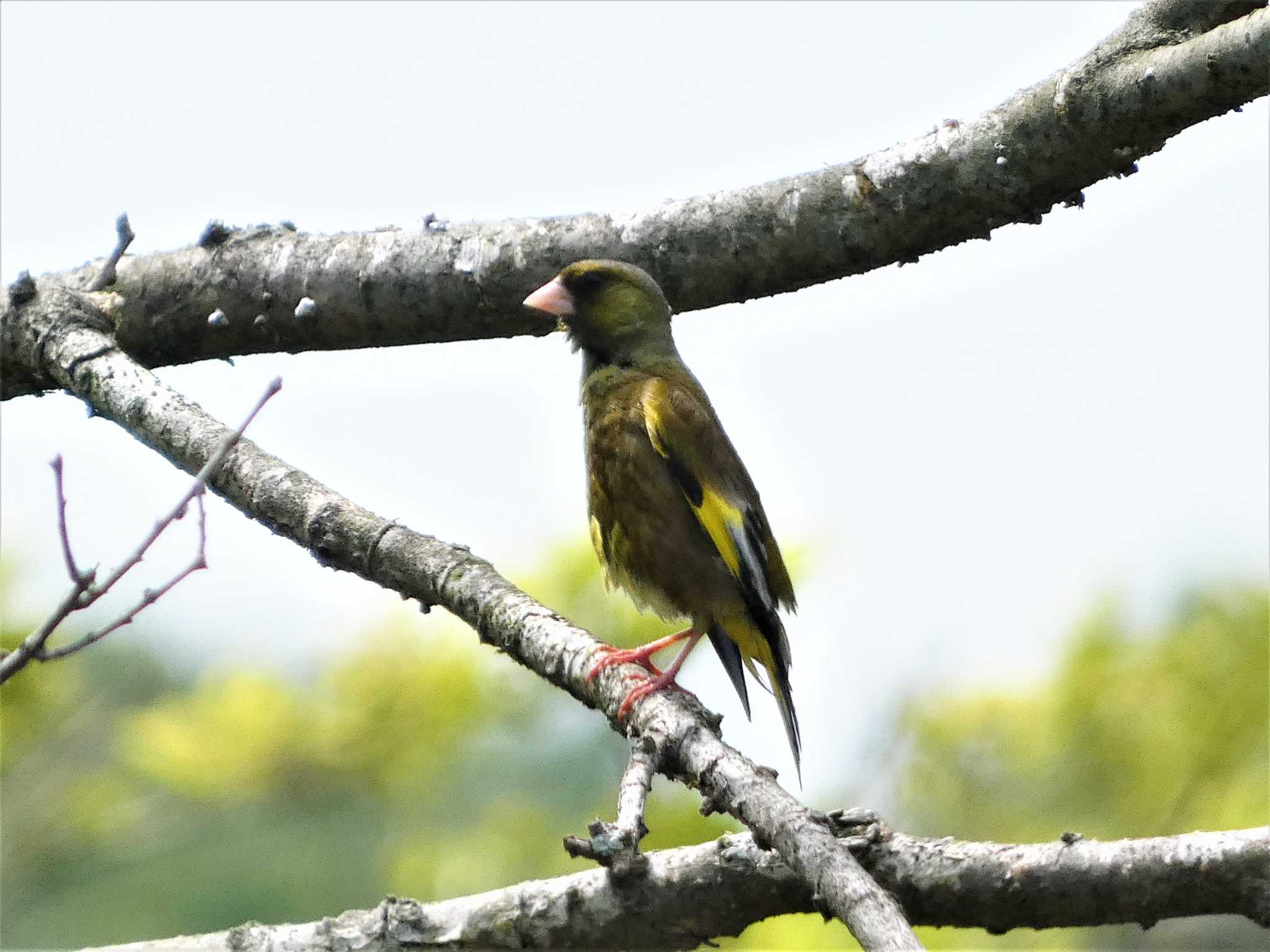 Grey-capped Greenfinch