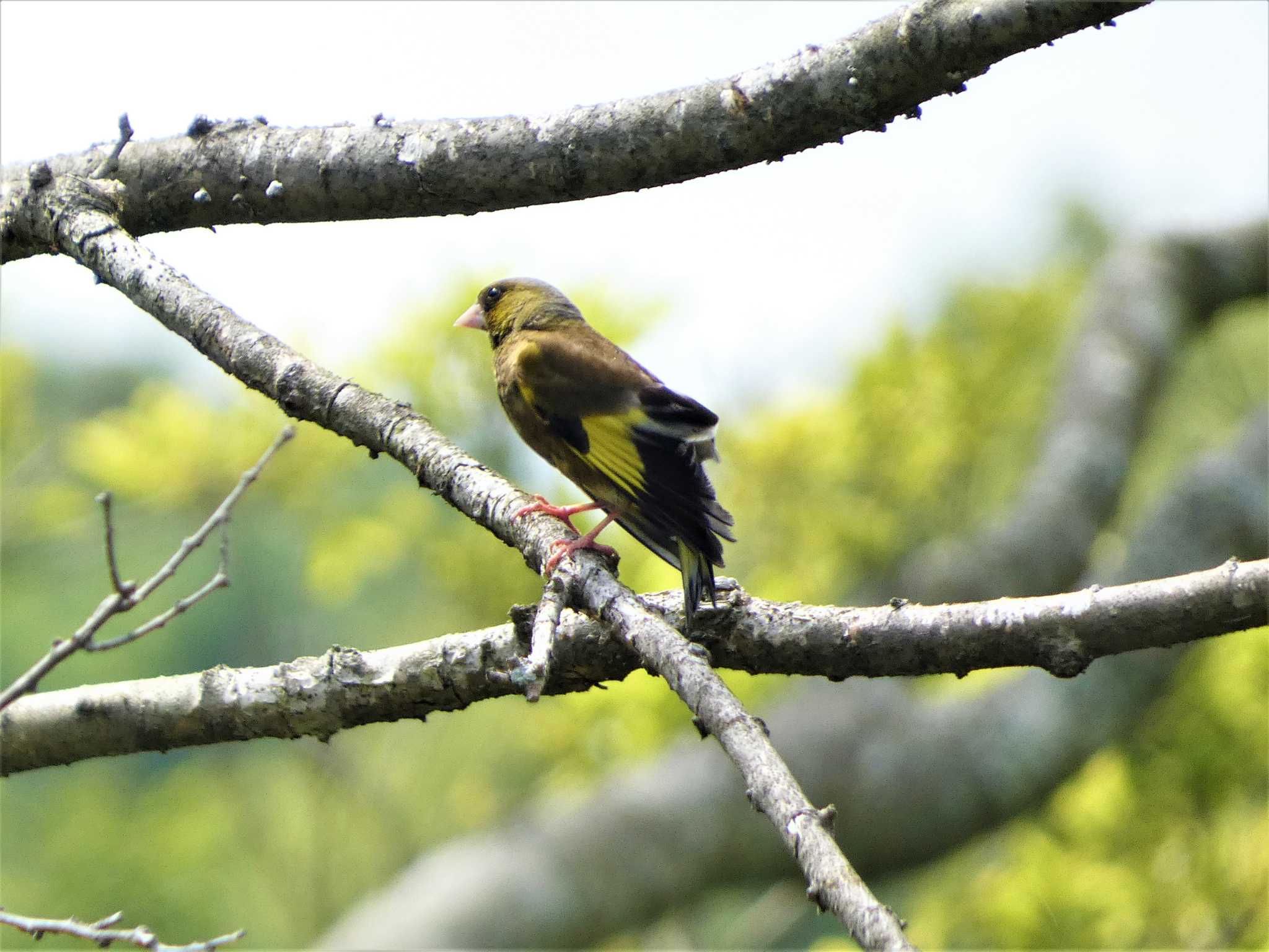 Grey-capped Greenfinch