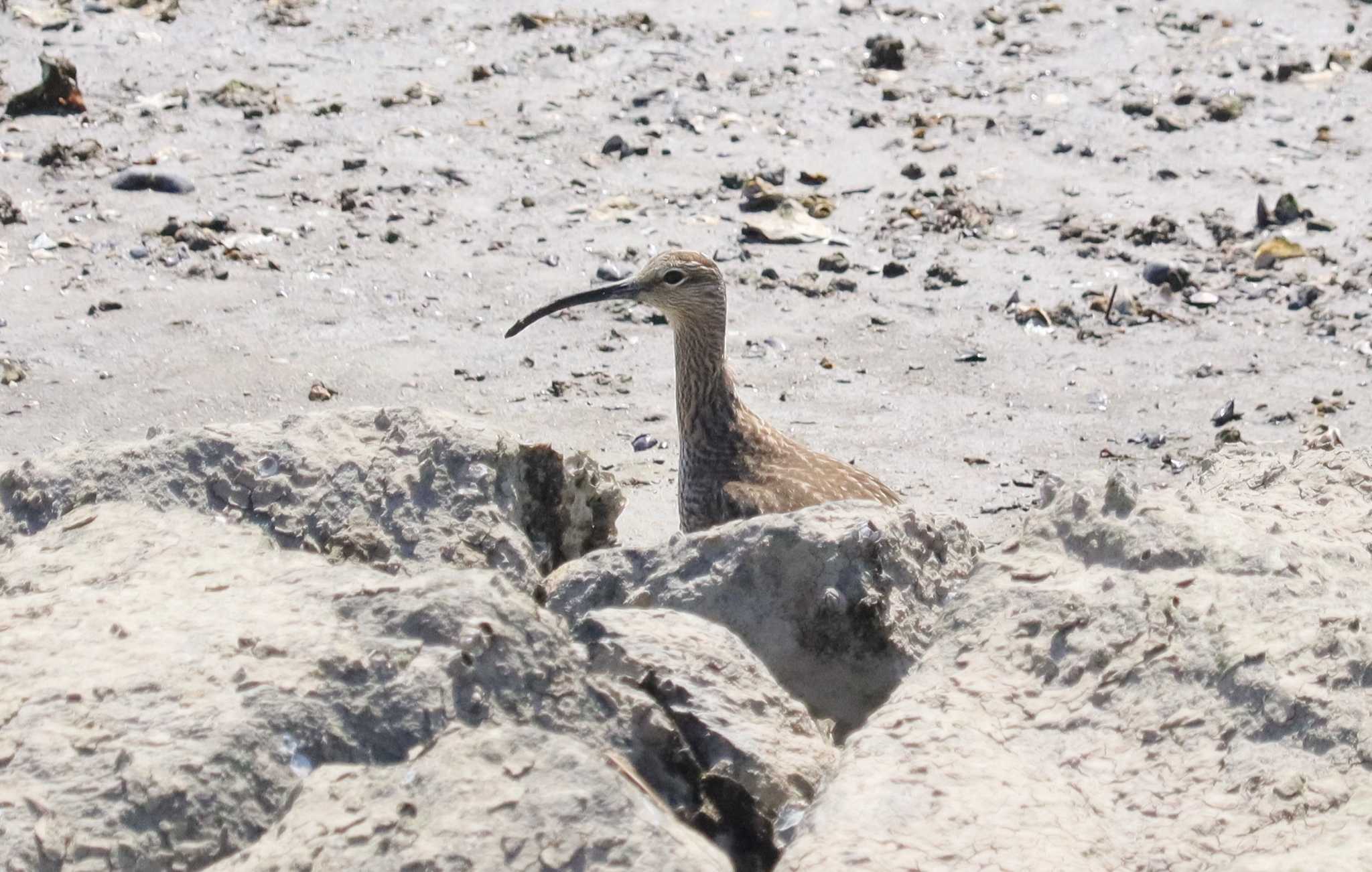 Eurasian Whimbrel