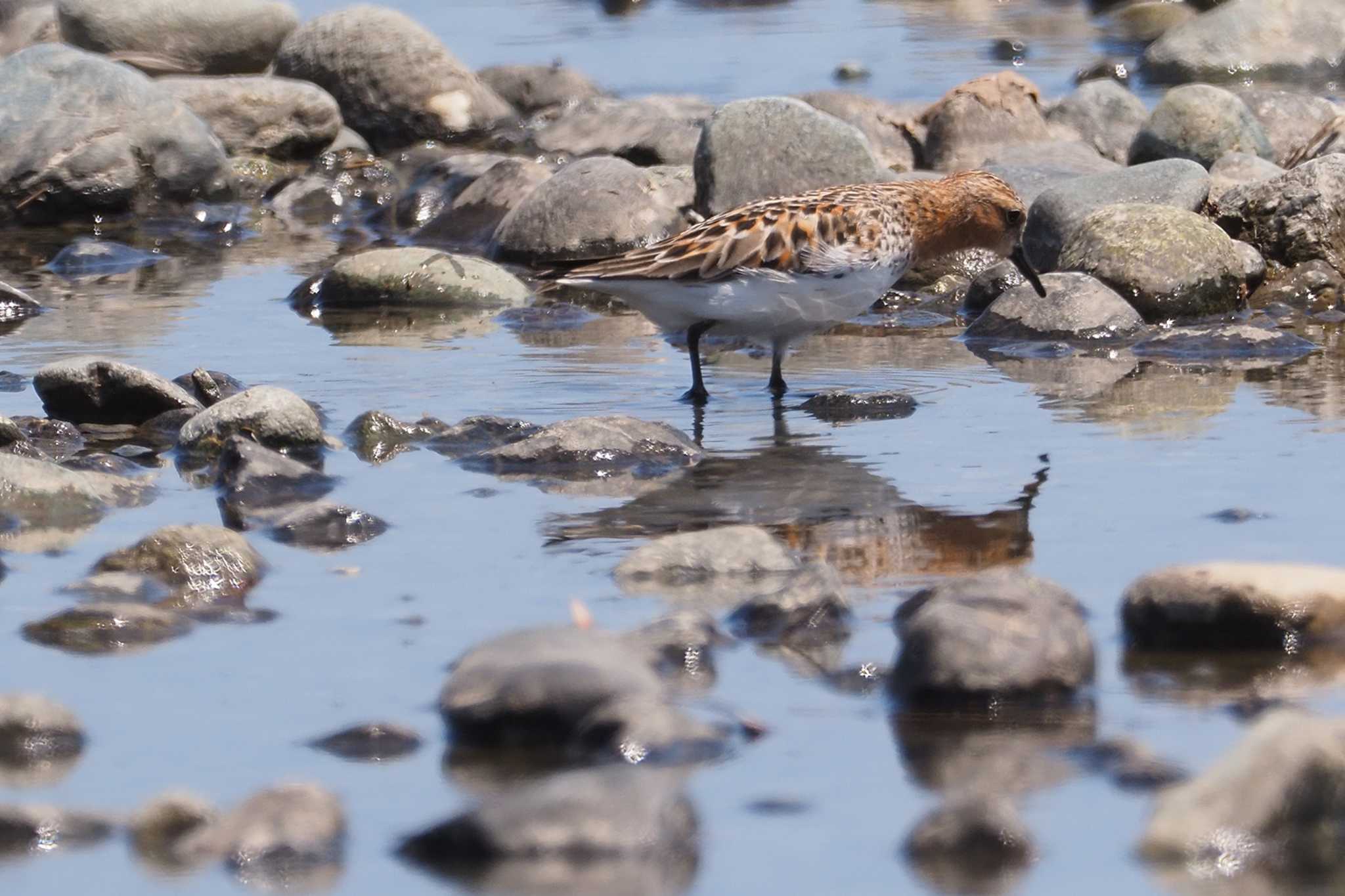 Red-necked Stint