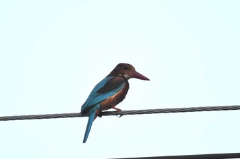 White-throated Kingfisher Kaeng Krachan National Park Wed, 6/13/2018