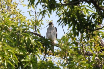 Eurasian Goshawk Unknown Spots Tue, 5/9/2023