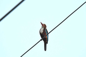 White-throated Kingfisher Kaeng Krachan National Park Wed, 6/13/2018