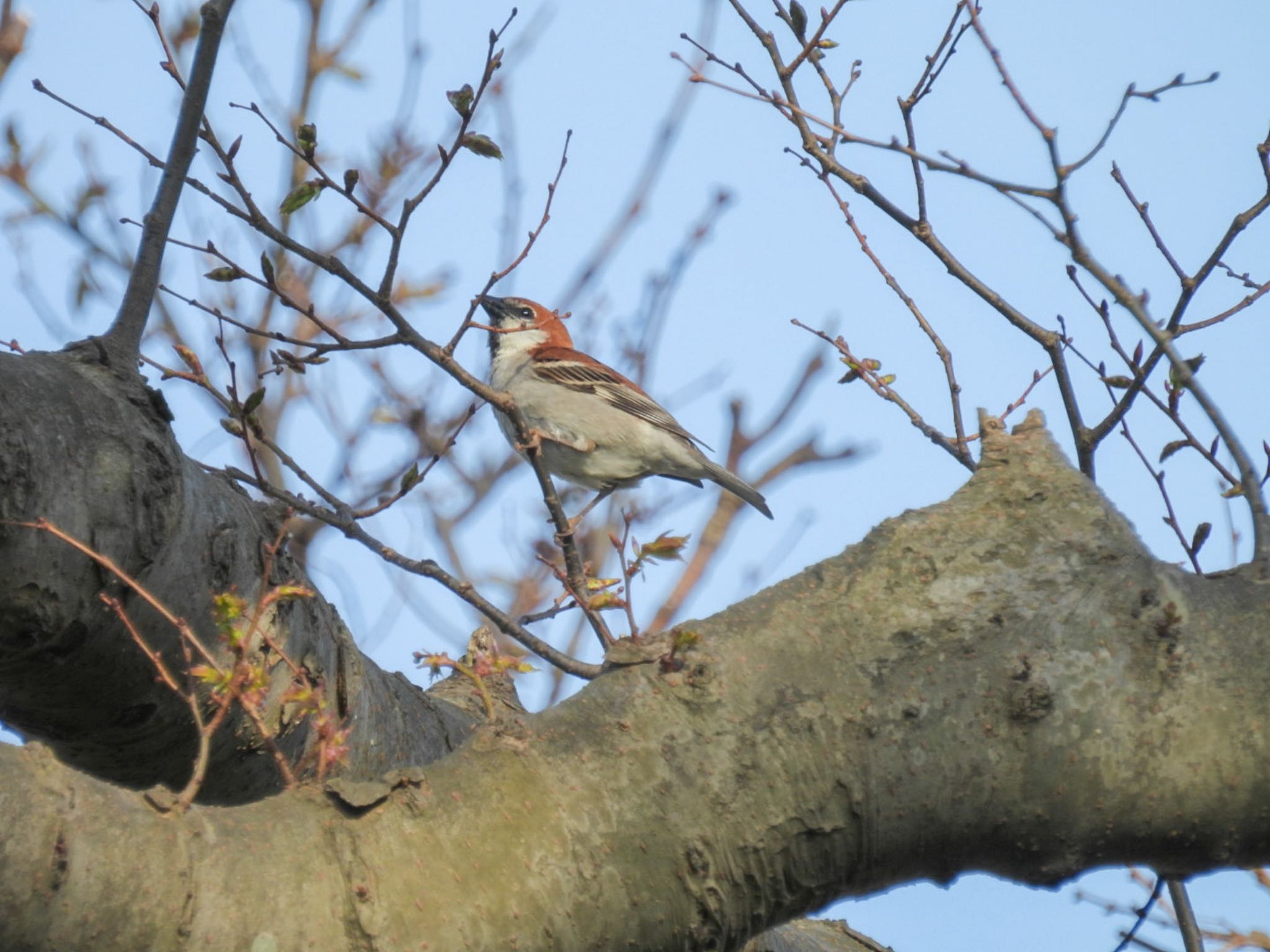 Photo of Russet Sparrow at Awashima Island by ぽちゃっこ