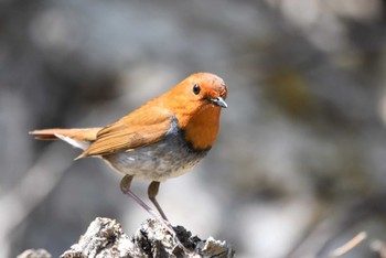 2023年5月4日(木) 北八ヶ岳の野鳥観察記録