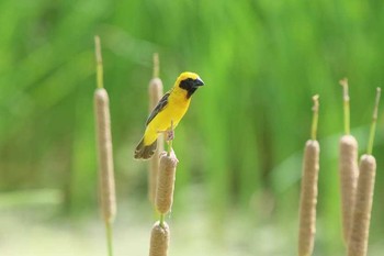 Asian Golden Weaver