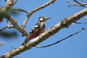 White-backed Woodpecker Yanagisawa Pass Tue, 5/9/2023