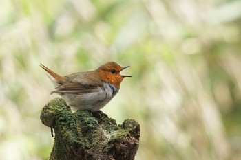 Japanese Robin Yanagisawa Pass Tue, 5/9/2023