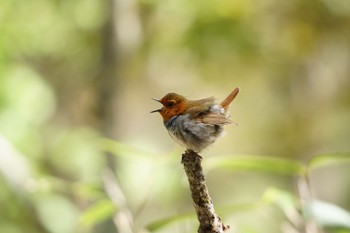 Japanese Robin Yanagisawa Pass Tue, 5/9/2023