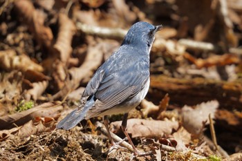 Siberian Blue Robin Yanagisawa Pass Tue, 5/9/2023