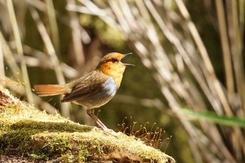 Japanese Robin Yanagisawa Pass Tue, 5/9/2023