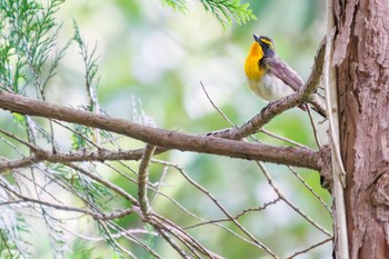 Narcissus Flycatcher 多摩森林科学園 Sat, 6/11/2022